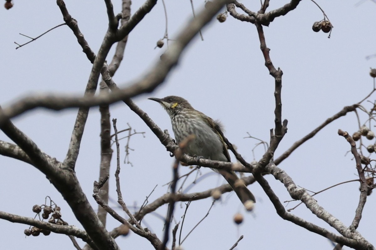 Streak-breasted Honeyeater - ML622469006