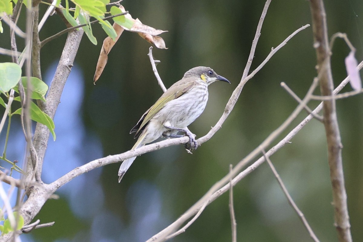 Streak-breasted Honeyeater - ML622469008