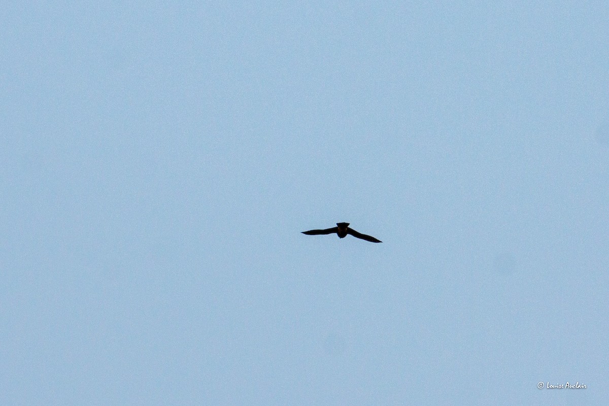 Northern Rough-winged Swallow - Louise Auclair