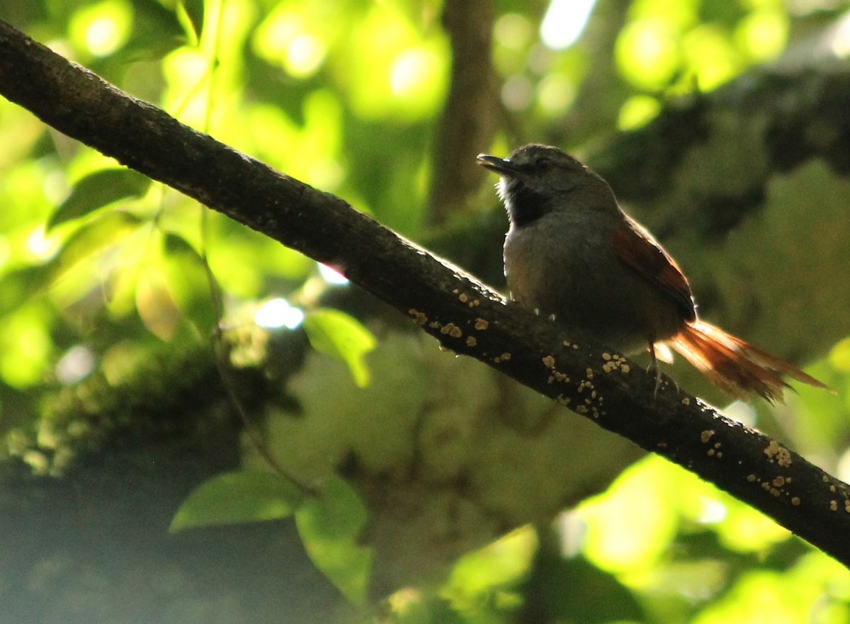 Gray-bellied Spinetail - ML622469029