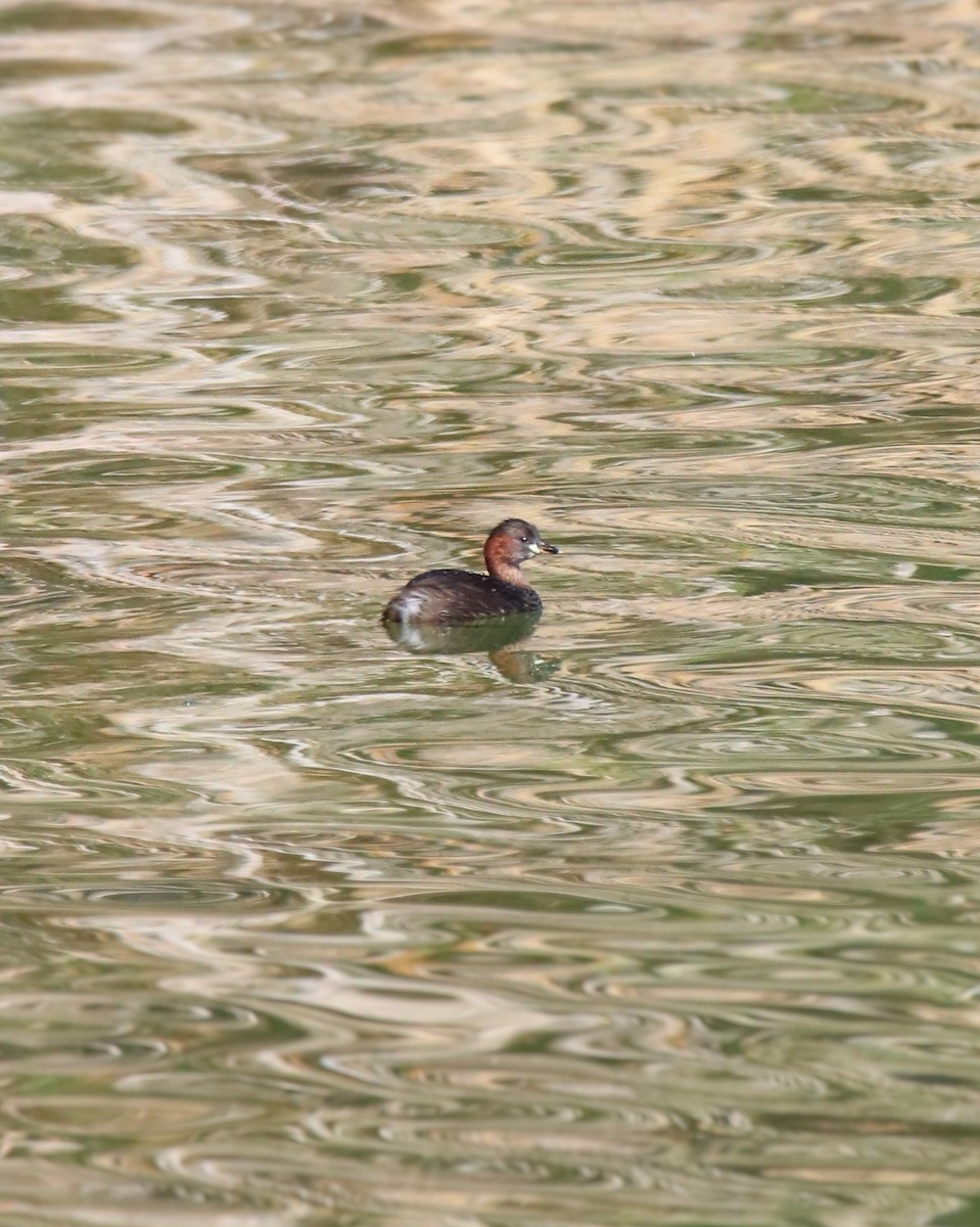 Little Grebe - ML622469038