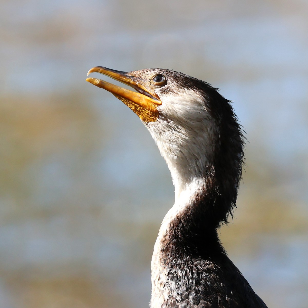Cormoran pie - ML622469060