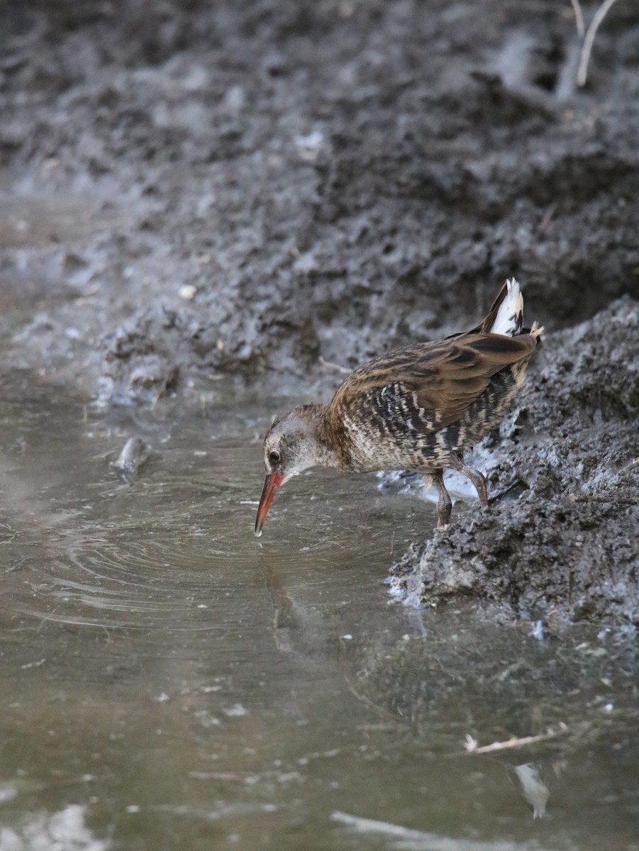 Water Rail - ML622469064