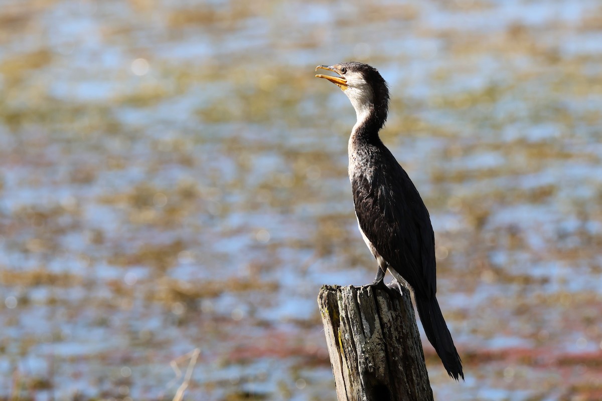 Cormoran pie - ML622469074