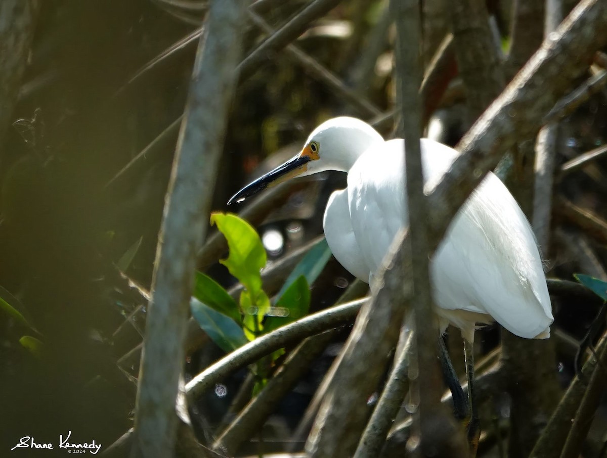 Хурган дэглий - ML622469106