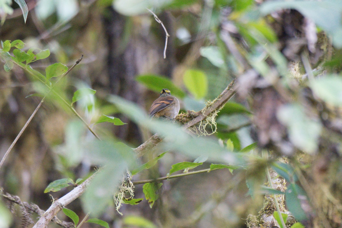 Golden-browed Chat-Tyrant - ML622469168