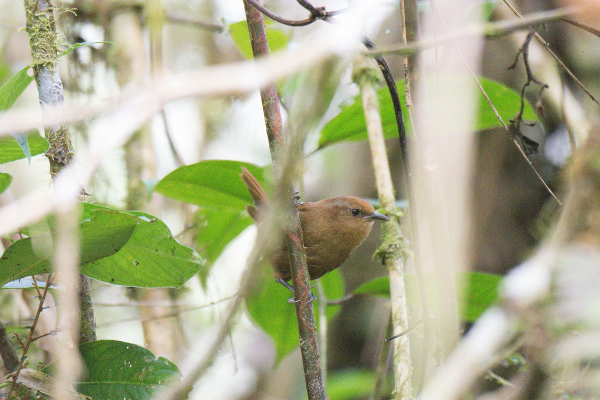 Peruvian Wren - ML622469182