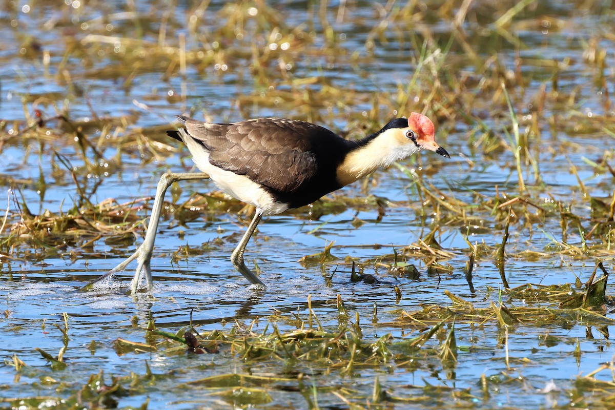 Jacana à crête - ML622469190