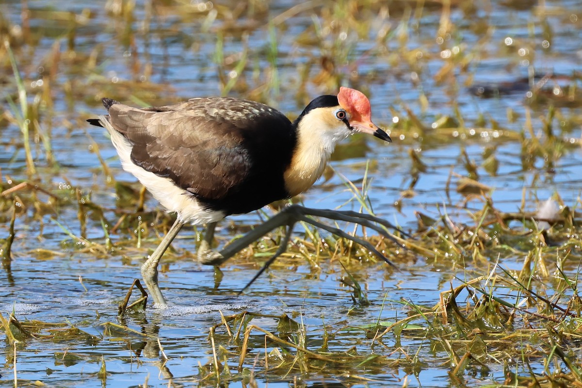 Jacana à crête - ML622469239