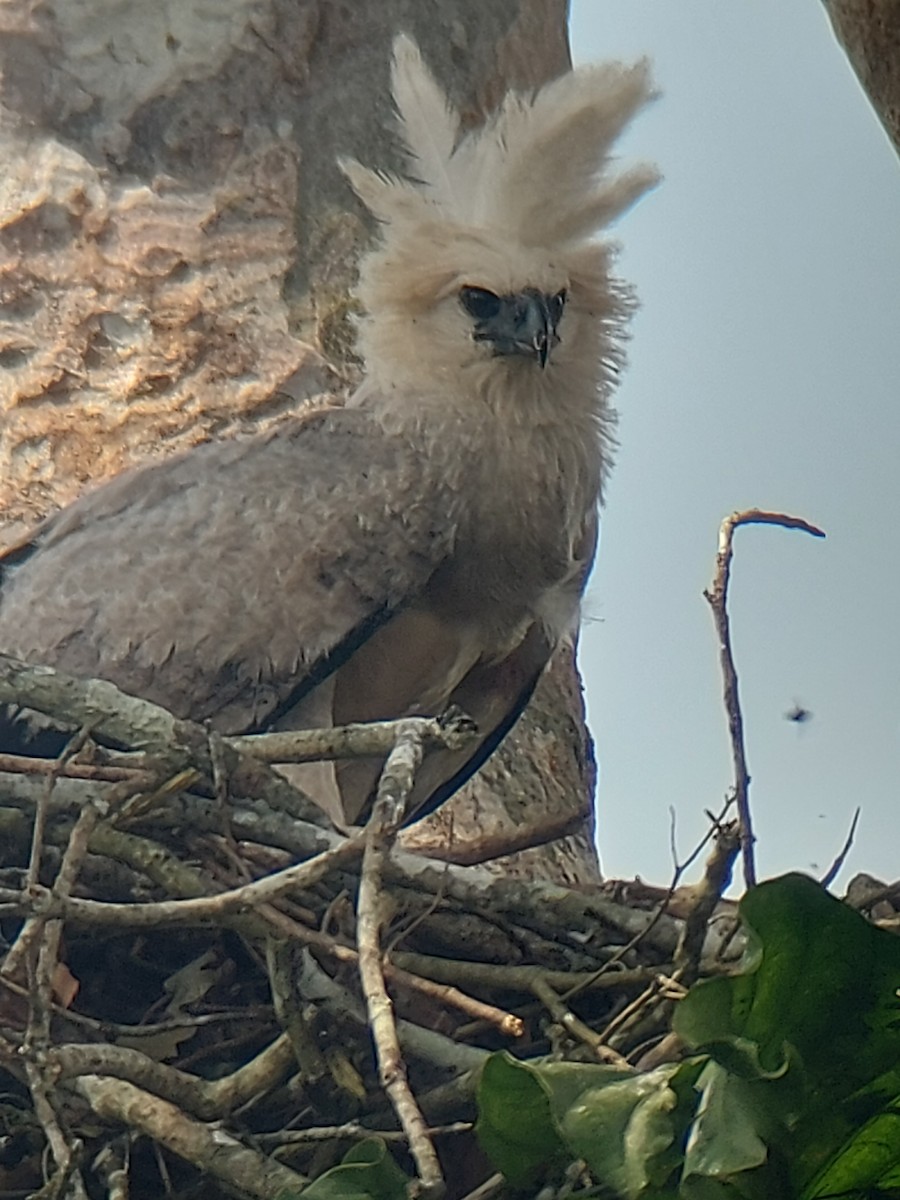 Harpy Eagle - ML622469335