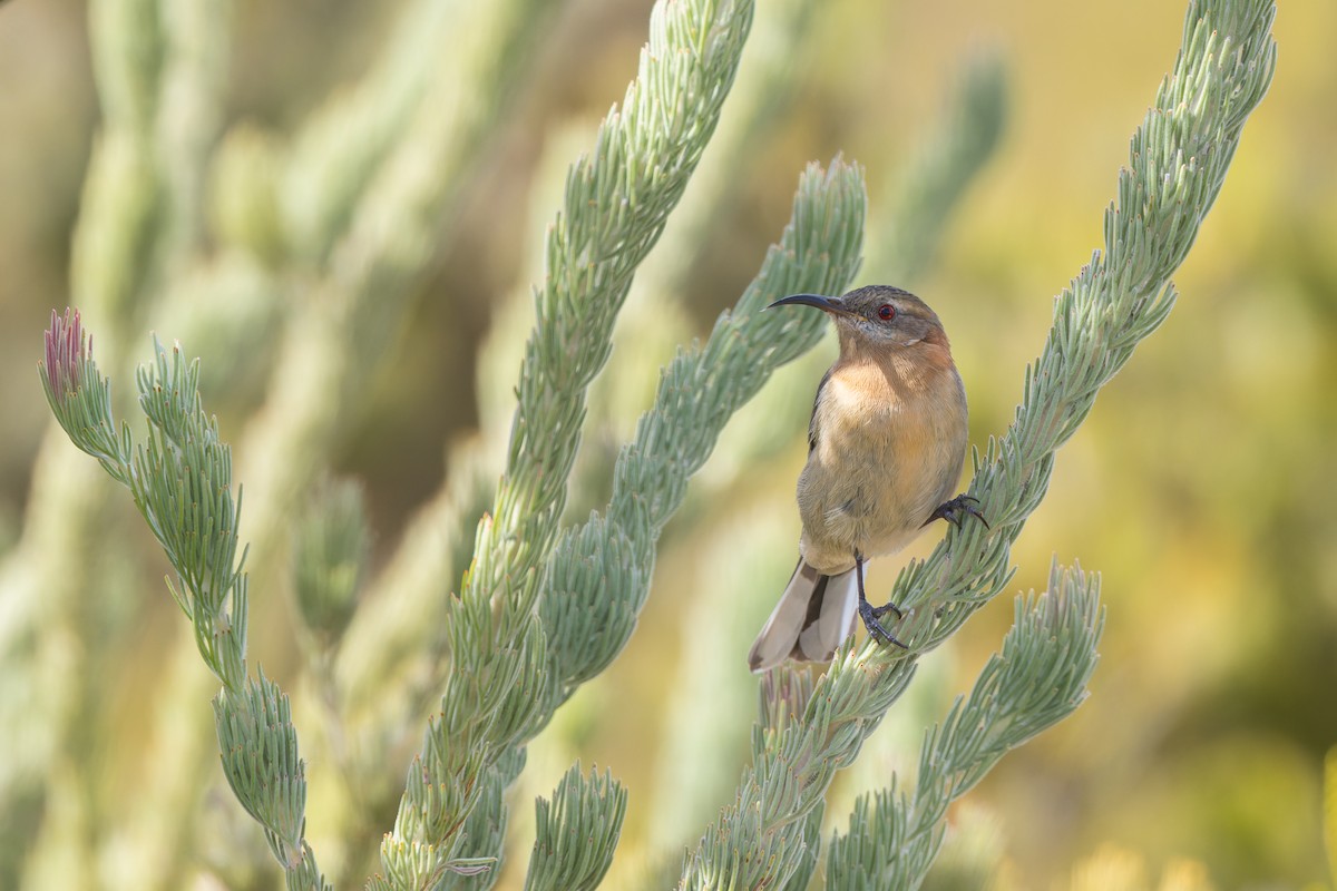 Western Spinebill - ML622469380