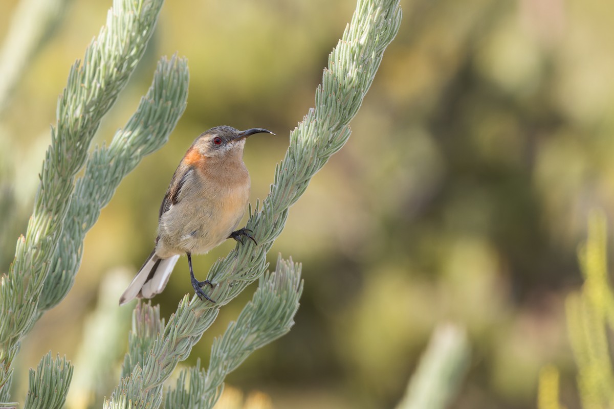 Western Spinebill - ML622469381