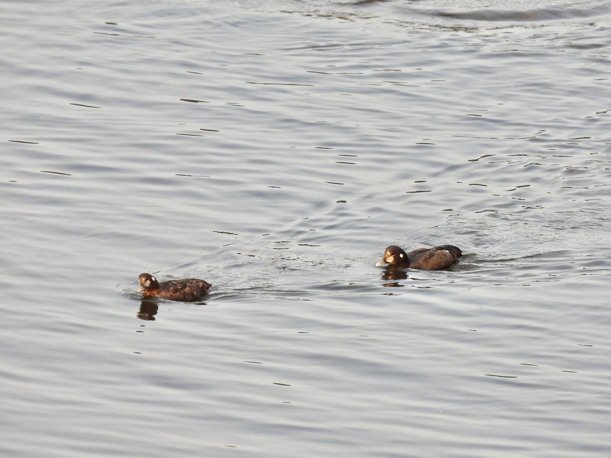 Harlequin Duck - ML622469384