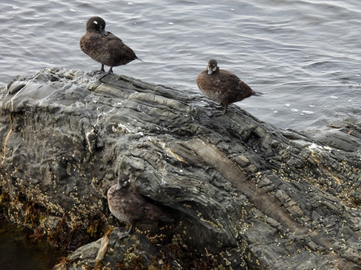 Harlequin Duck - ML622469385