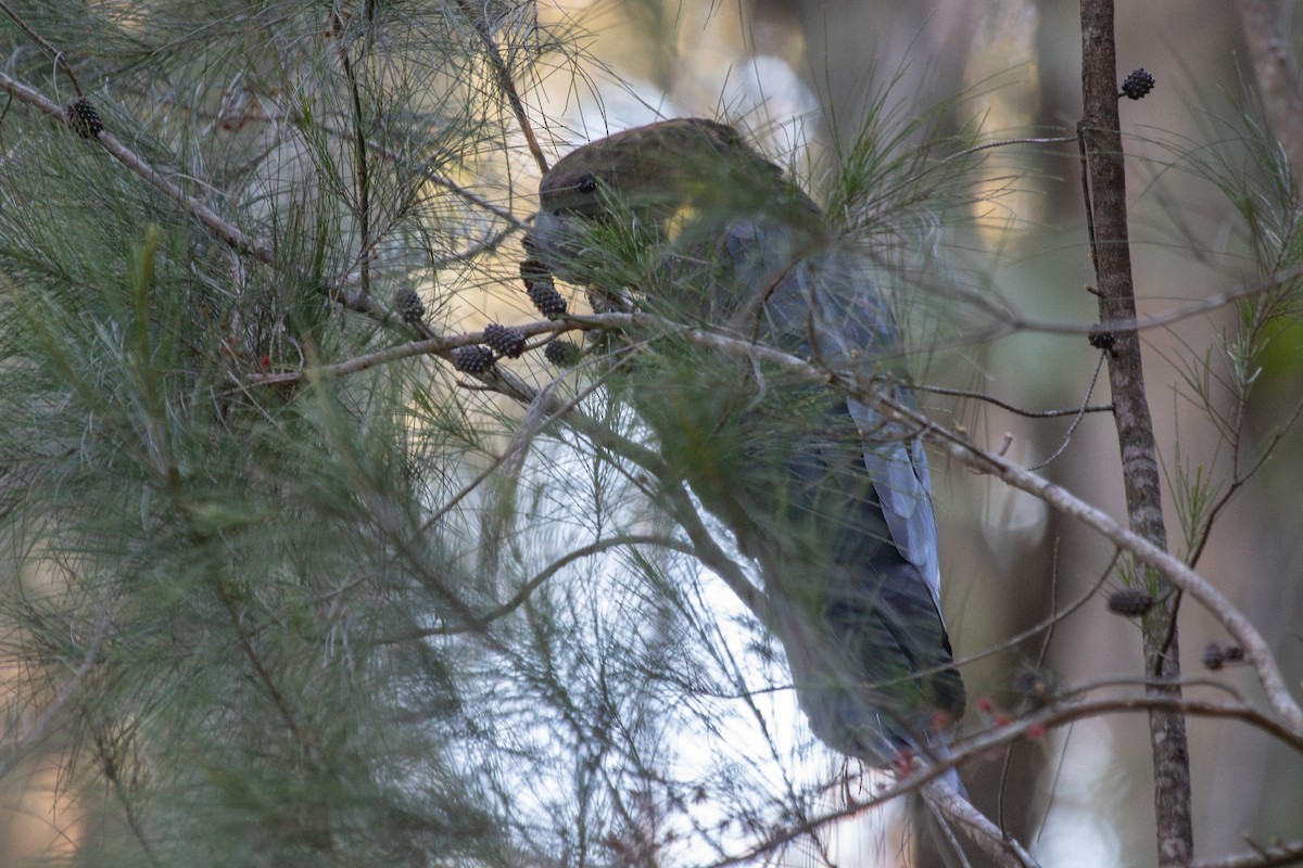 Glossy Black-Cockatoo - Ramit Singal