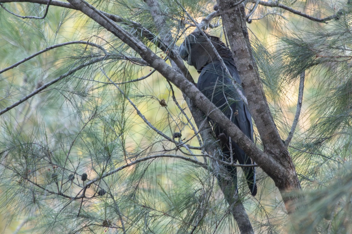 Glossy Black-Cockatoo - ML622469411