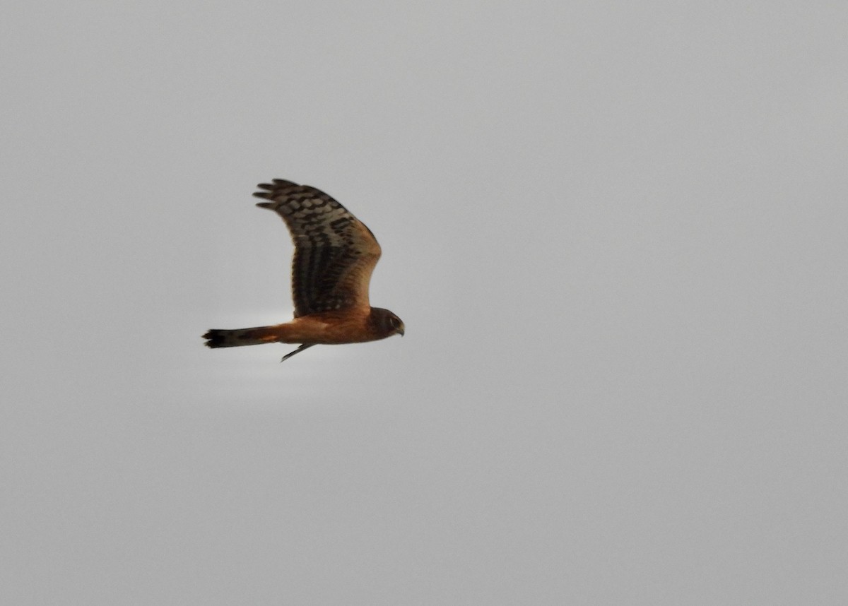 Northern Harrier - ML622469414