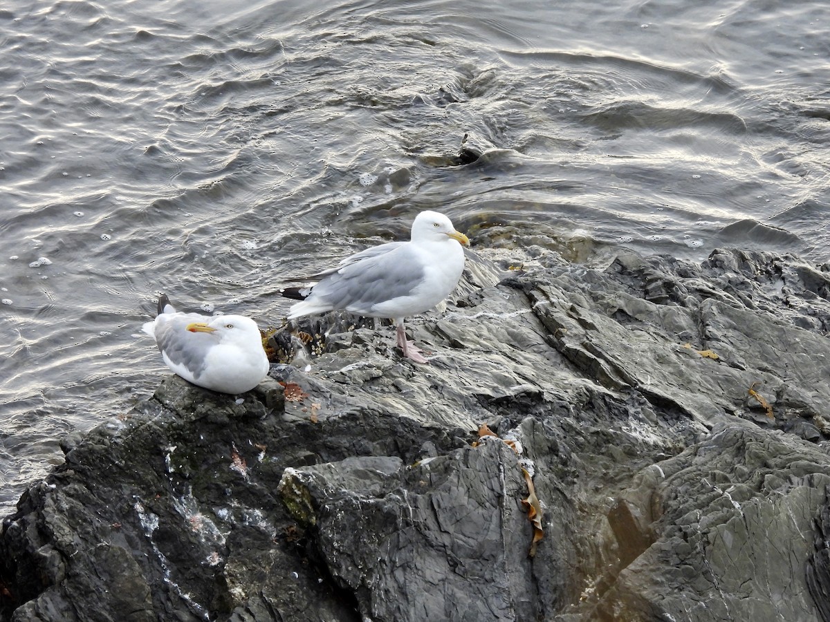 Herring Gull (American) - ML622469418