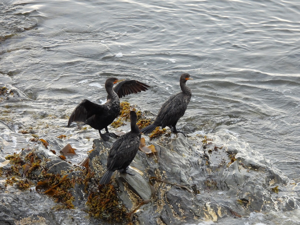 Double-crested Cormorant - ML622469427