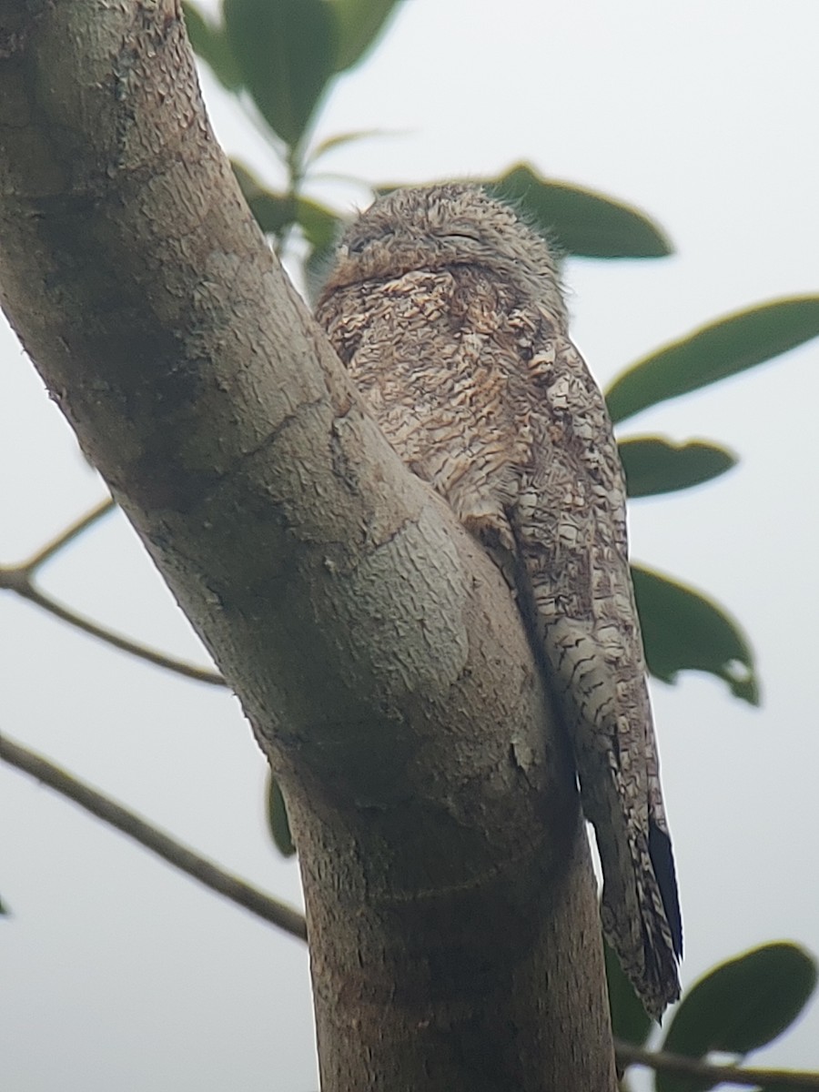 Great Potoo - ML622469437