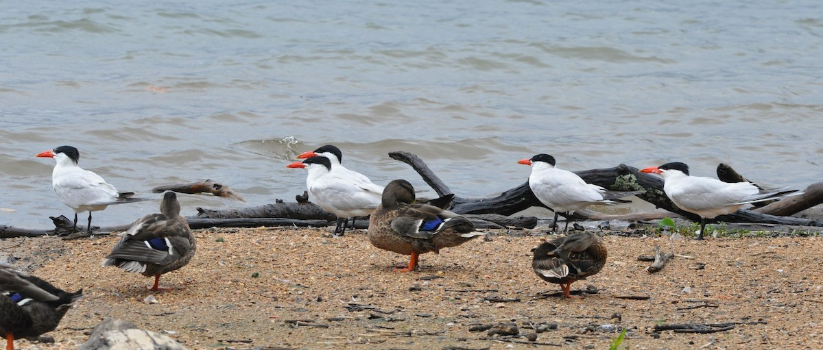 Caspian Tern - ML622469474