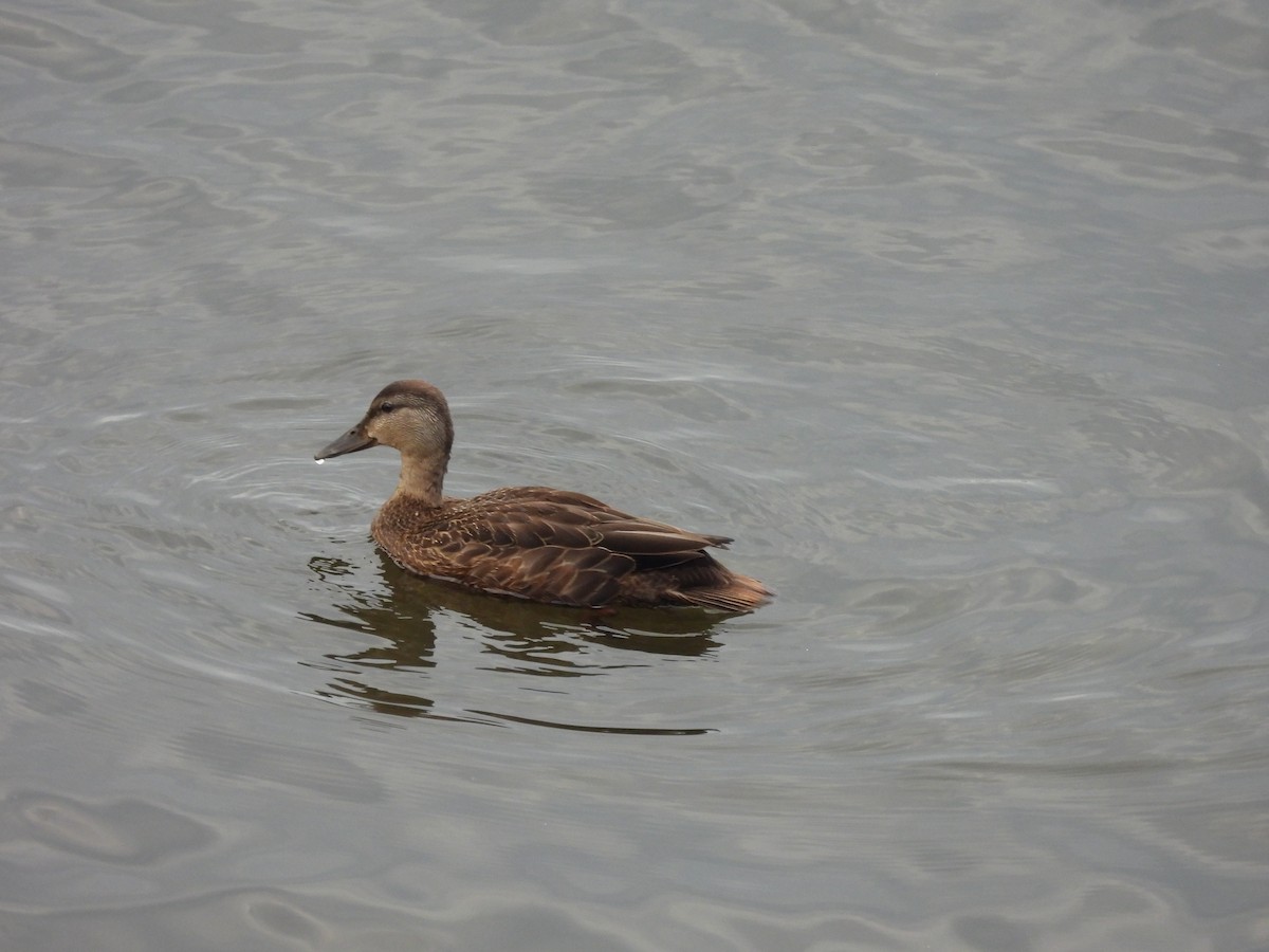 American Black Duck - ML622469588