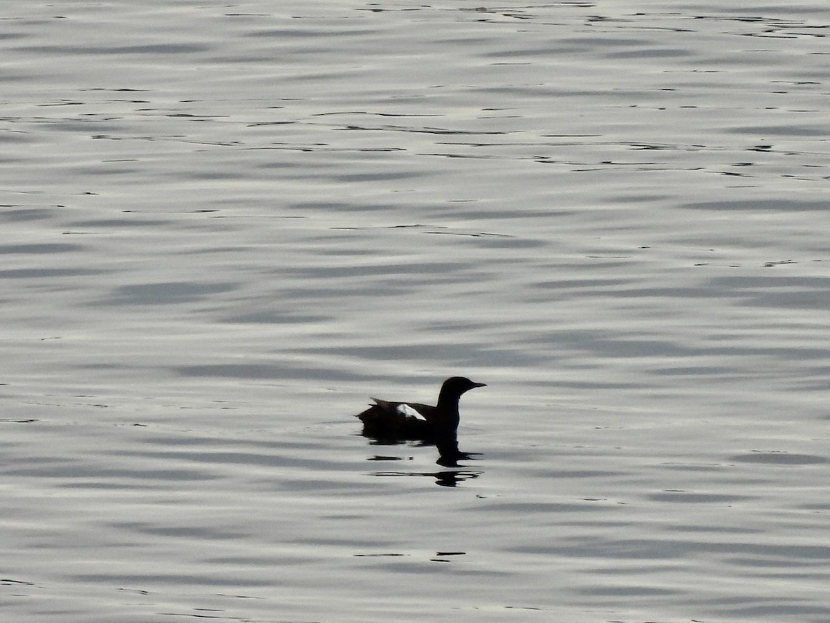 Black Guillemot - ML622469600