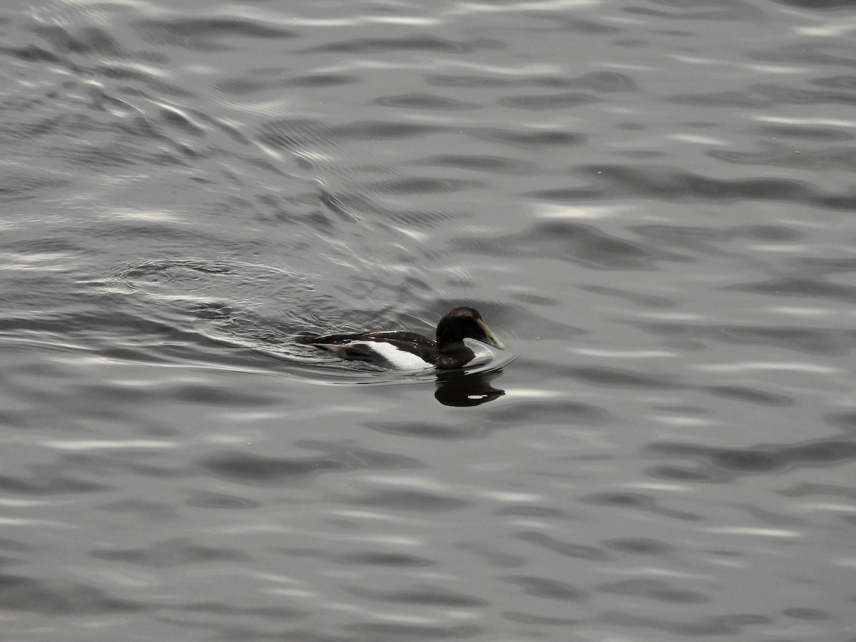 Common Eider - ML622469727