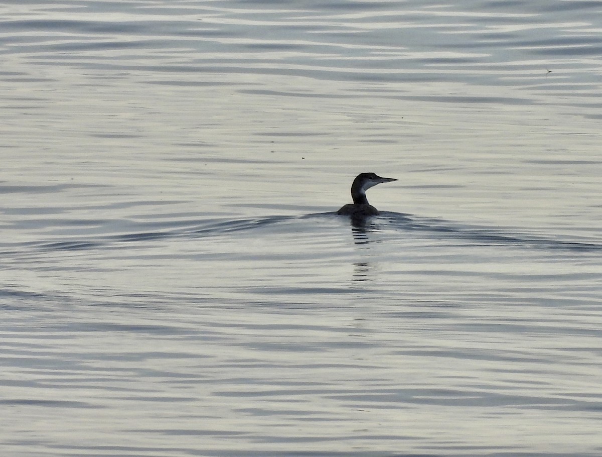 Common Loon - ML622469738