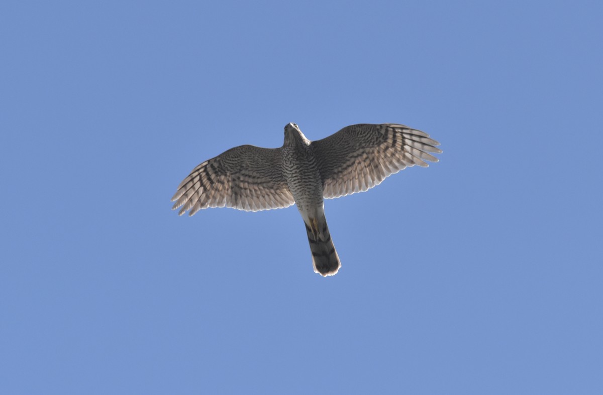 Eurasian Sparrowhawk - Reuben Braddock