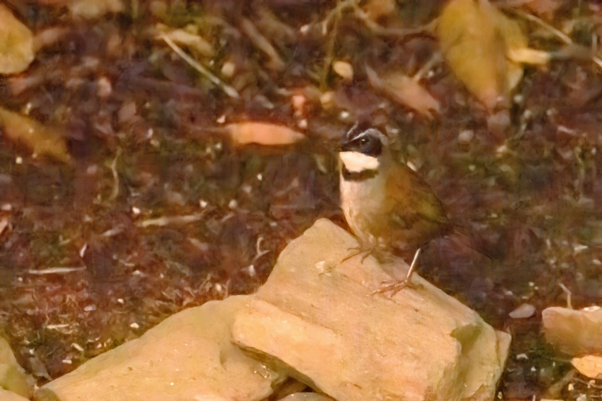 Santa Marta Brushfinch - ML622469863