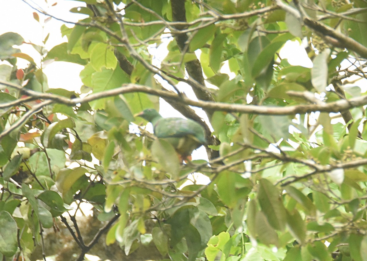 Orange-bellied Fruit-Dove - ML622469897