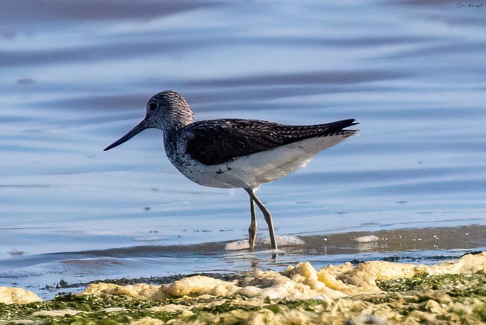 Common Greenshank - ML622469922