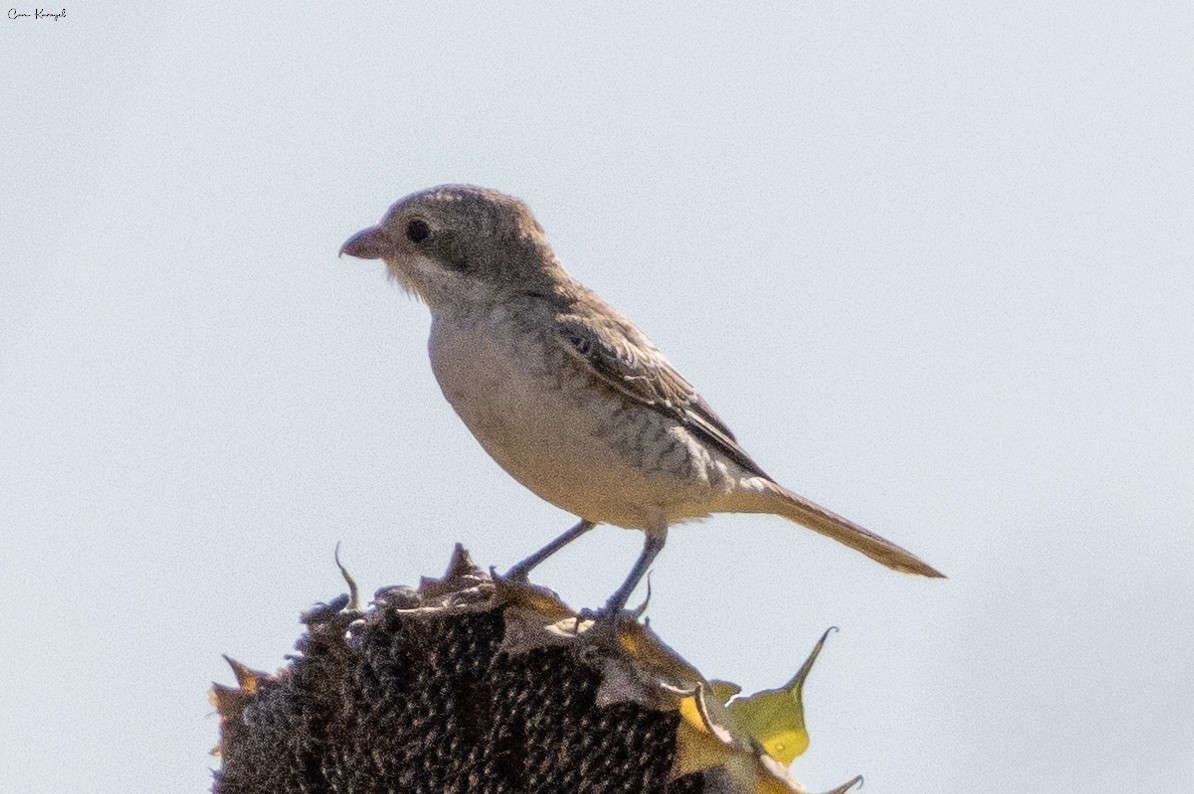 Woodchat Shrike - ML622469926