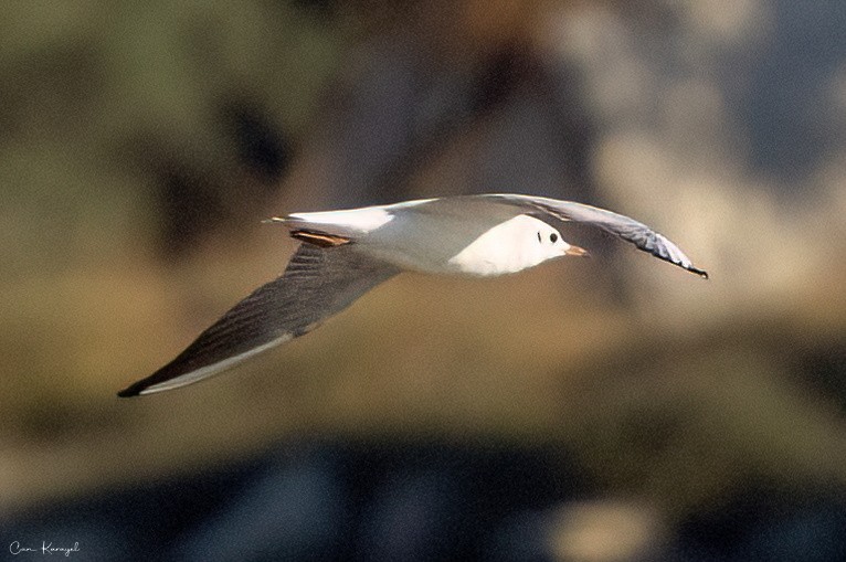 Mouette rieuse - ML622469943