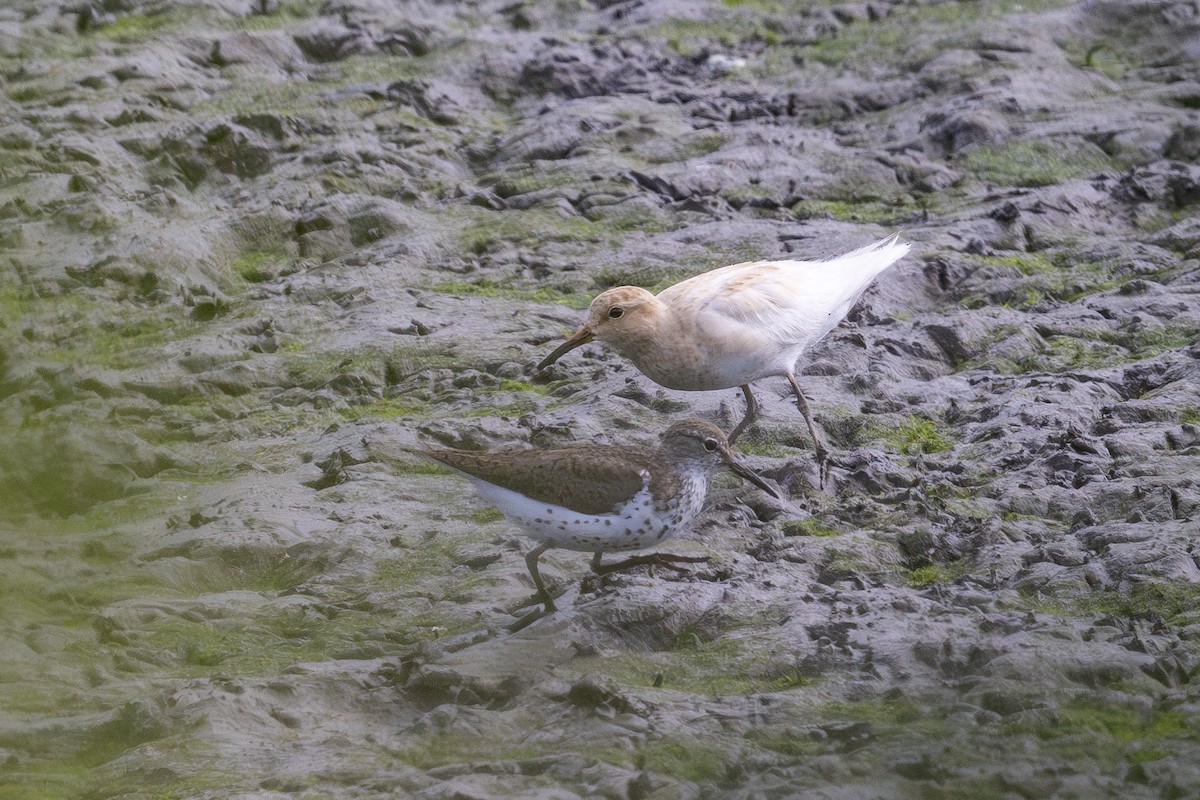 美洲尖尾濱鷸 - ML622469953