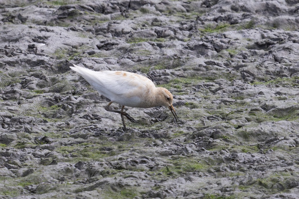 美洲尖尾濱鷸 - ML622469956