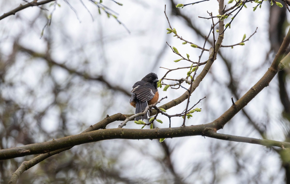 Eastern Towhee - ML622469981