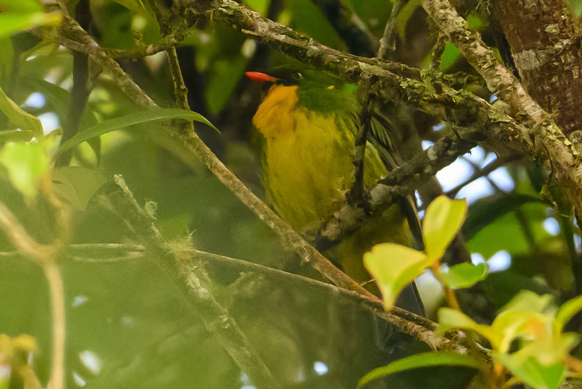 Golden-breasted Fruiteater - ML622470026