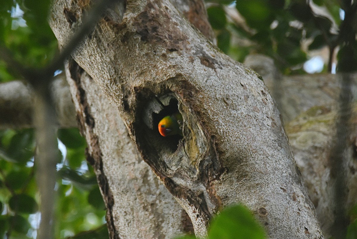 Large Fig-Parrot - ML622470049