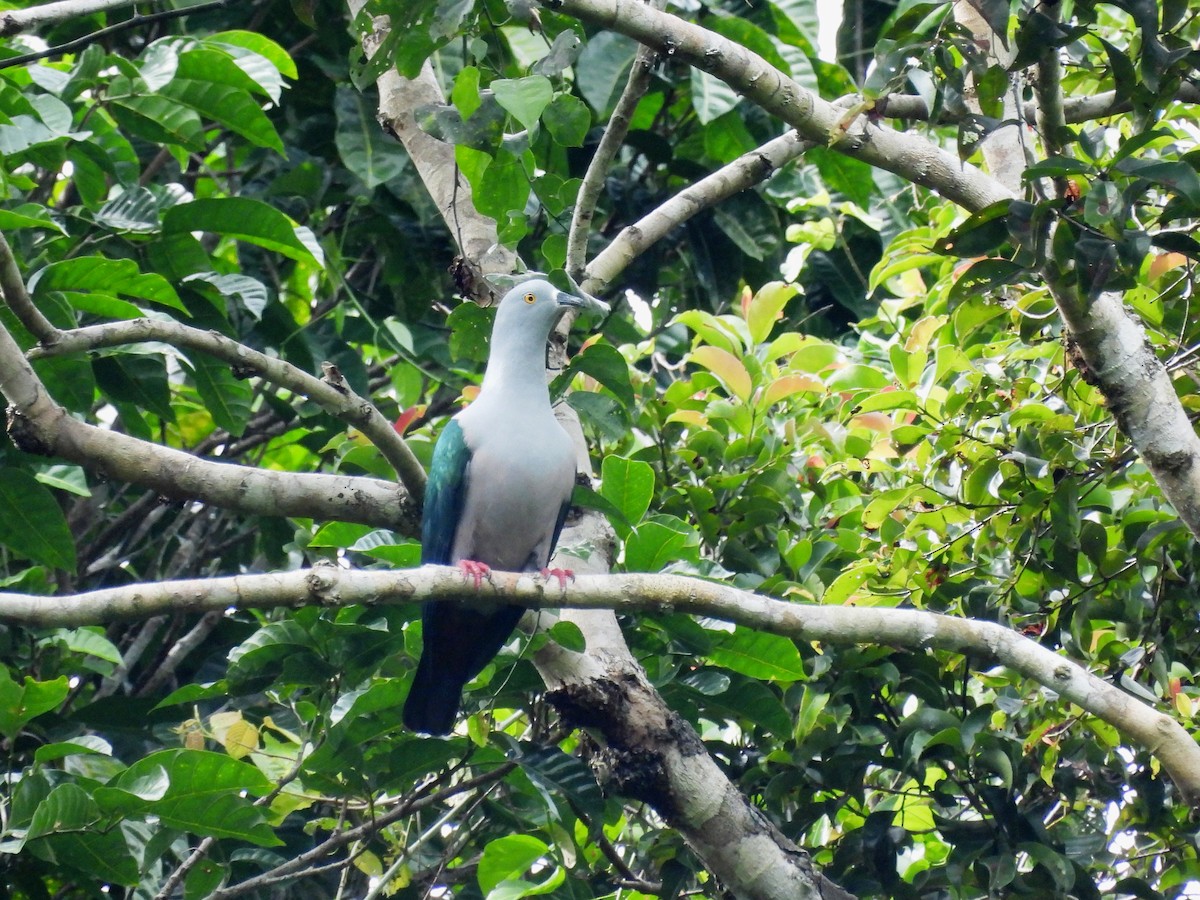 Geelvink Imperial-Pigeon - ML622470051