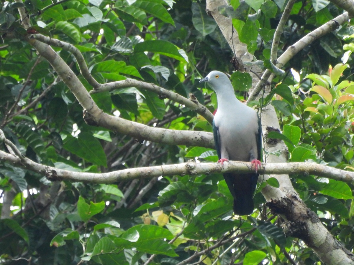 Geelvink Imperial-Pigeon - ML622470053