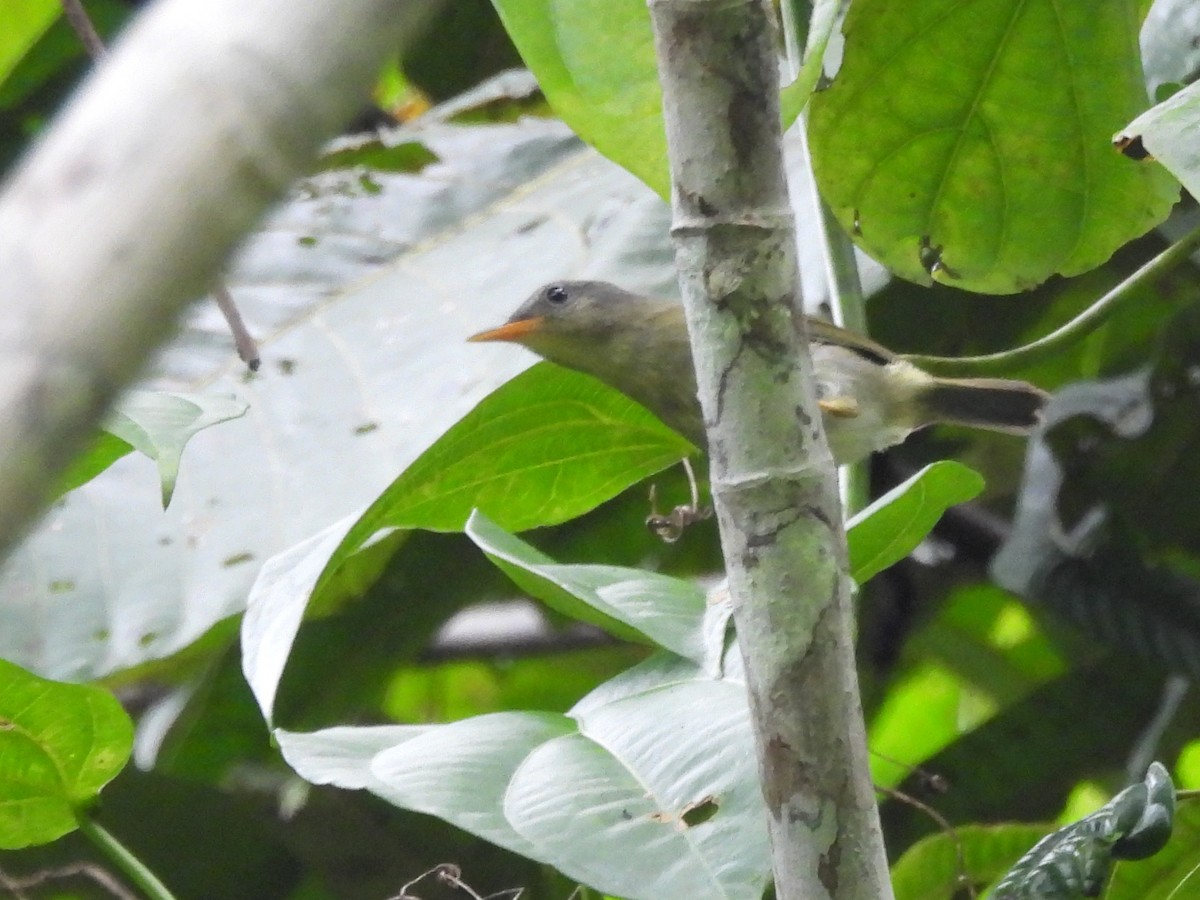 Biak Leaf Warbler - ML622470068