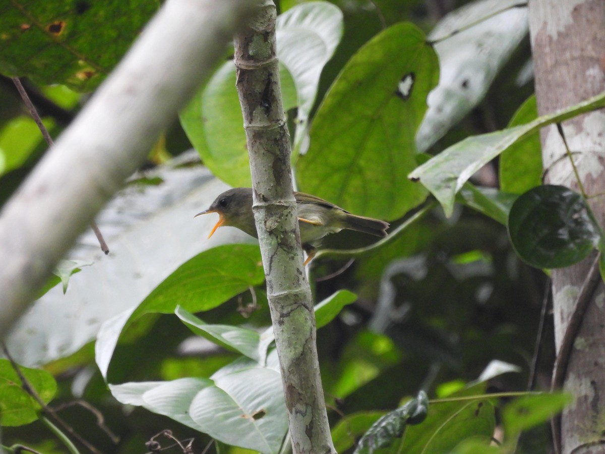 Biak Leaf Warbler - ML622470069