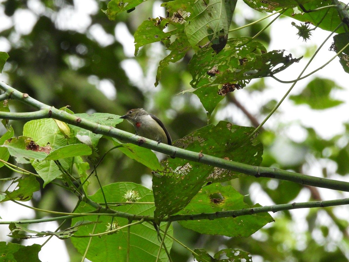 Red-capped Flowerpecker - Mark Smiles