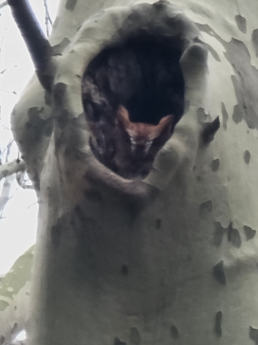 Eastern Screech-Owl - ML622470094