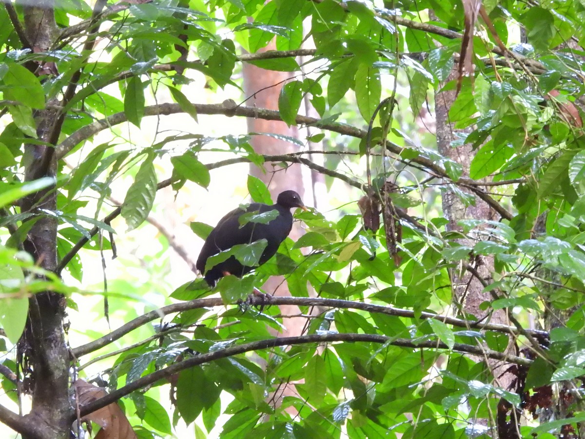 Biak Megapode - ML622470132