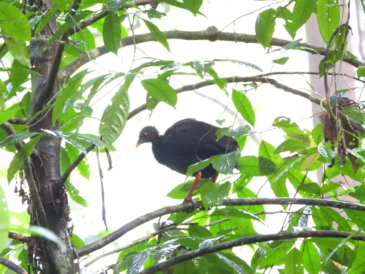 Biak Megapode - ML622470154