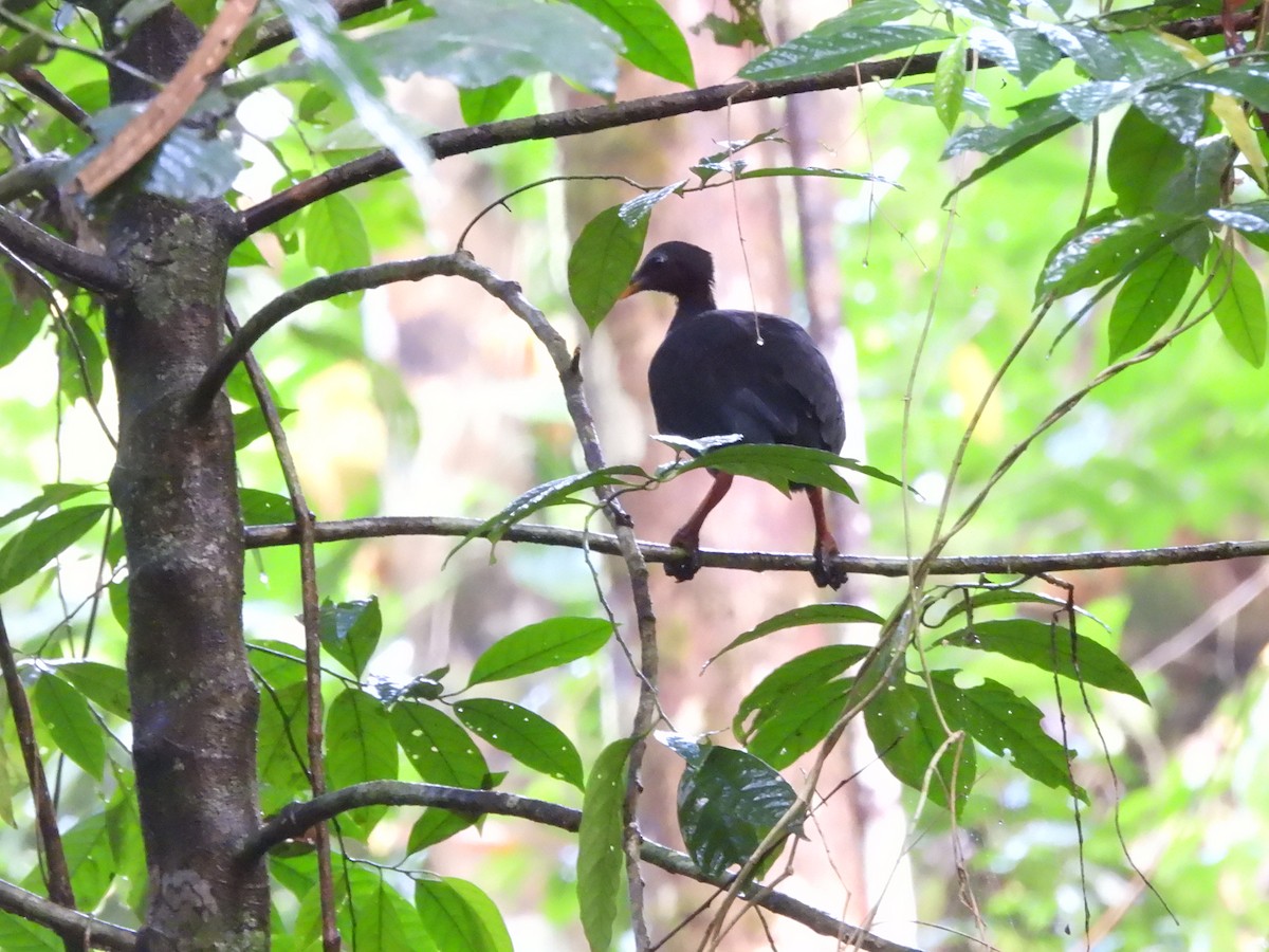 Biak Megapode - ML622470158