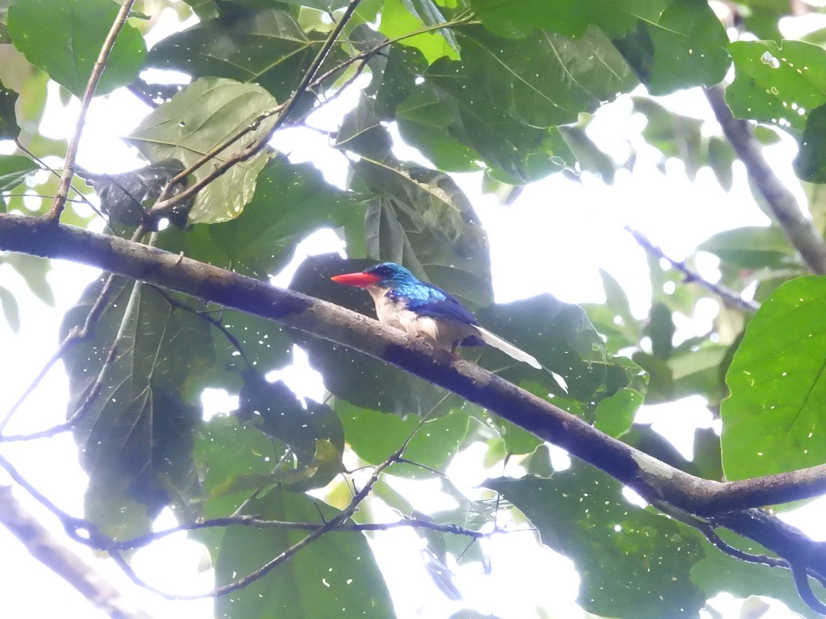 Biak Paradise-Kingfisher - Mark Smiles